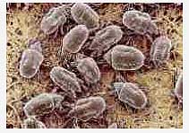 CitruSolutionLa.com - We remove the Dust Mites